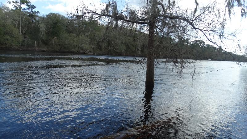 a tree grows out of the middle of a flooded river